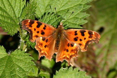 An Orange Butterfly